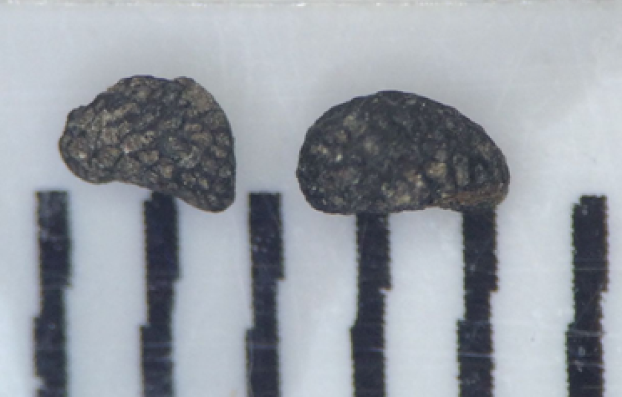 Raspberry (Rupus sp.) carbonized seed remains