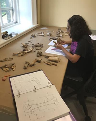 Student studying bones laid out on a table