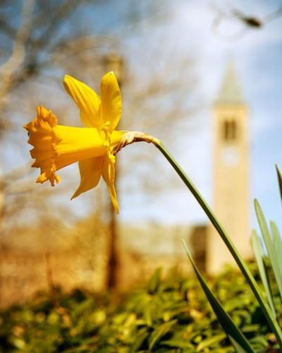 Flowers in front of McGraw Tower